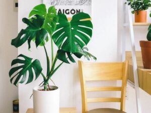 Crafting an Indoor Garden Oasis from the Ground Up: A Guide